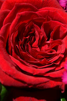 The Red Red Rose