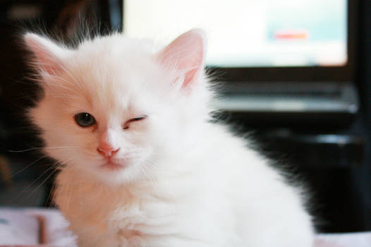 A winking kitten.
