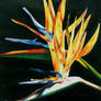 Bird of Paradise - Plant (Strelitzia)