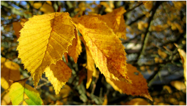 Golden Autumn