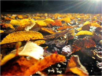 Fallen Leaves