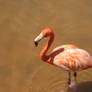 Pink Flamingo