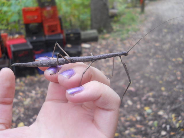 Stick bug