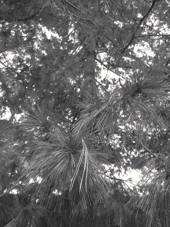 BW Trees