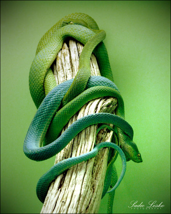 Green Snakes