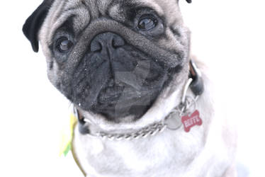 Roffe [Pug]