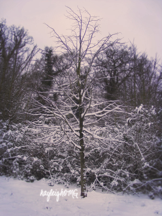 snowy little tree