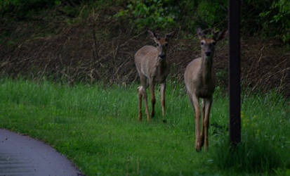 Two Deer in the Morning