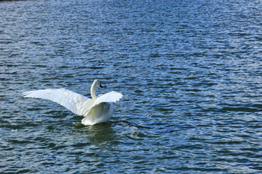 Swan