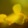x - Daffodil