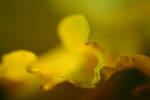 x - Daffodil by TriinErg