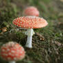 x - Amanita muscaria