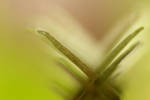 Dionaea Muscipula by TriinErg