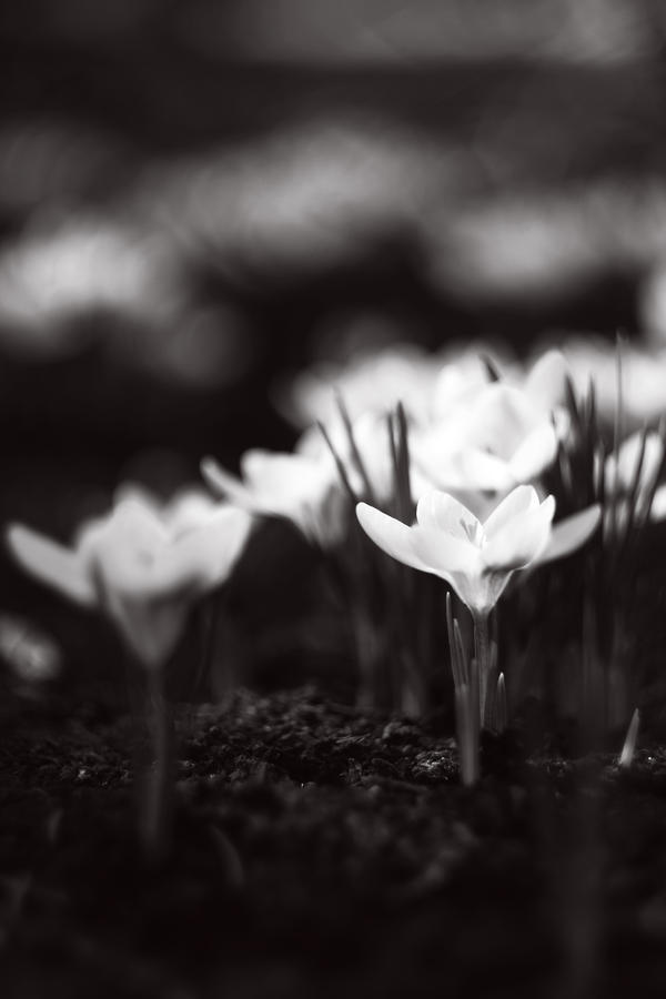 White crocuses by TriinErg