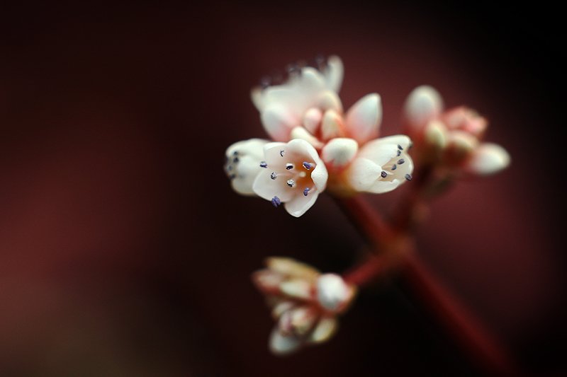 Fall blossoms