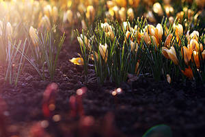 Yellow crocuses