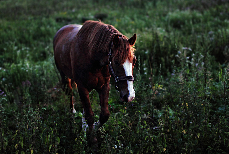 Evening on the pasture