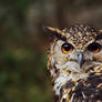 Cape eagle-owl
