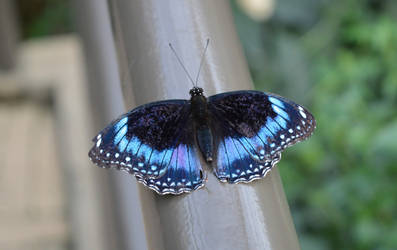 Blue and Black Butterfly