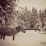 winter zebra