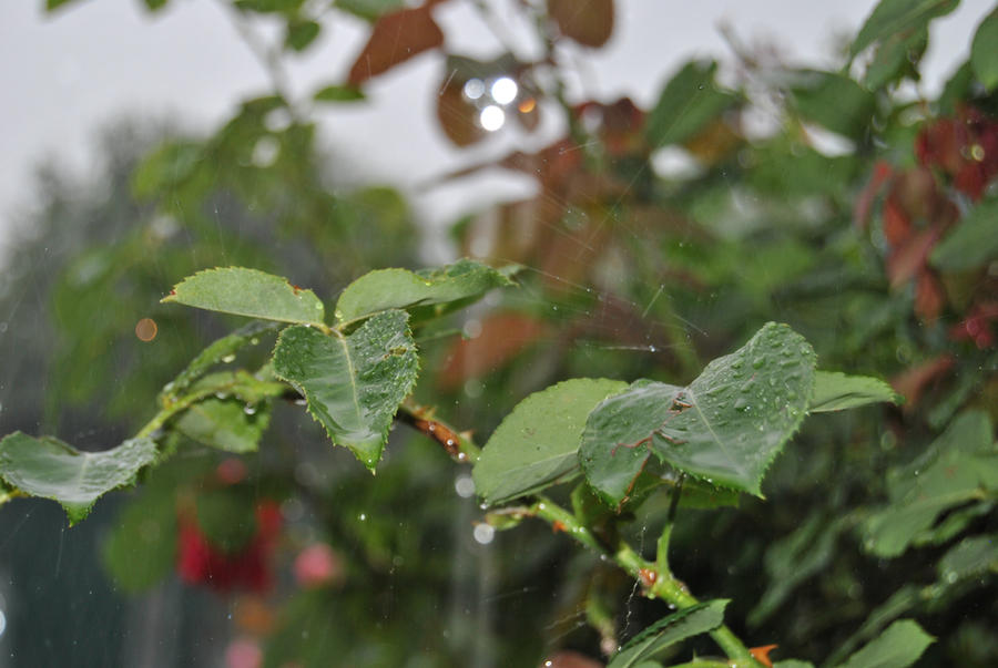 Rainsnets A spider net of rain by akatsukipikka on DeviantArt