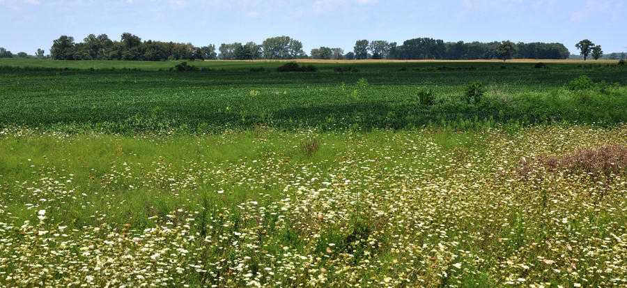 Grassy Field