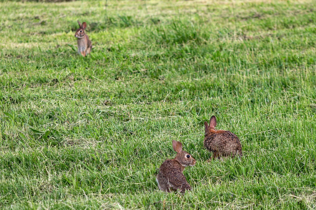Triple Rabbit by Rayvenstar on DeviantArt