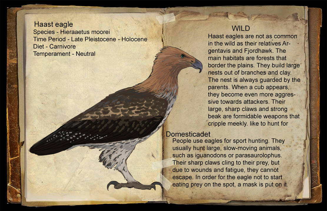 Extinct Hawk Haast eagle dossier by Egorlip1897 on DeviantArt