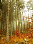 Under the fading trees by ladyayne