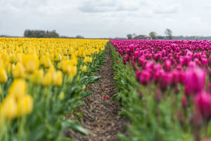 Flower Power