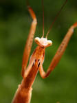 Curious Mantis by Vihartancos