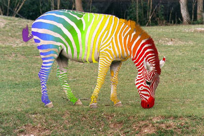 Rainbow Zebra