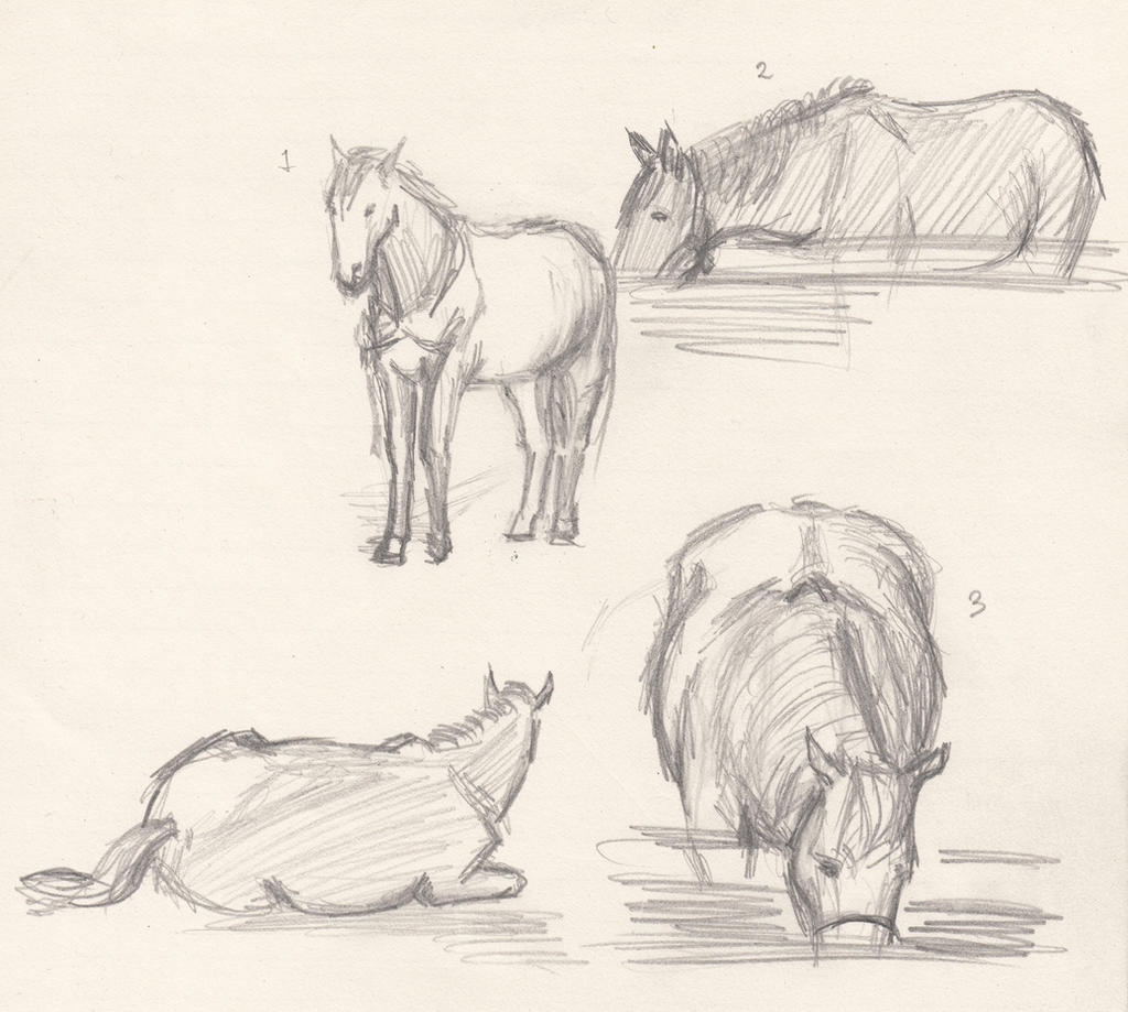 Horse sketch