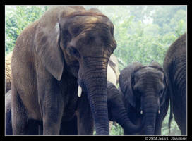 Pittsburgh's Elephant Family