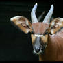 Bongo female