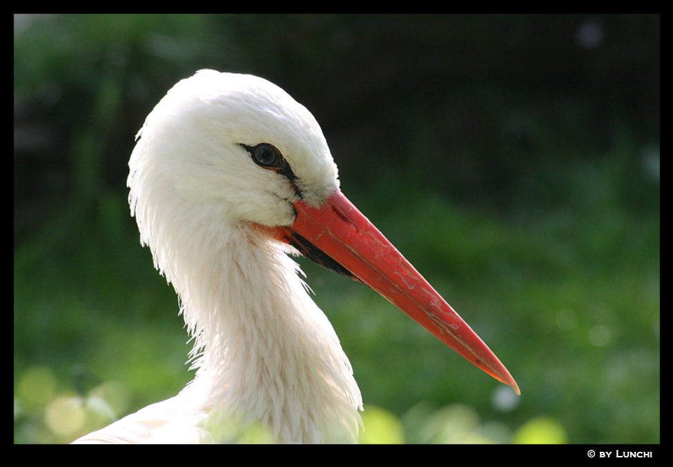 Face of a stork