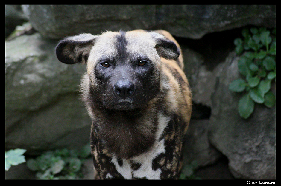 Floppy ear