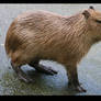 Capybara