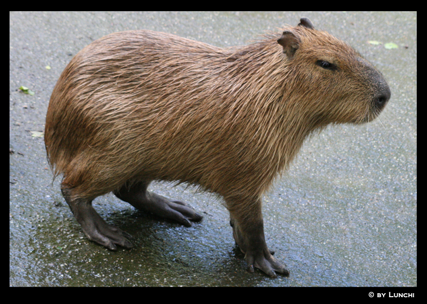 Capybara