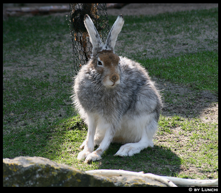 Snow hare