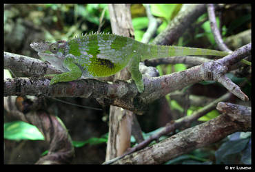 Chameleon with horn