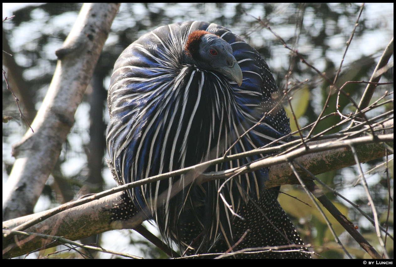 Guinea fowl