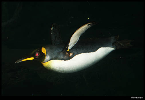 King penguin