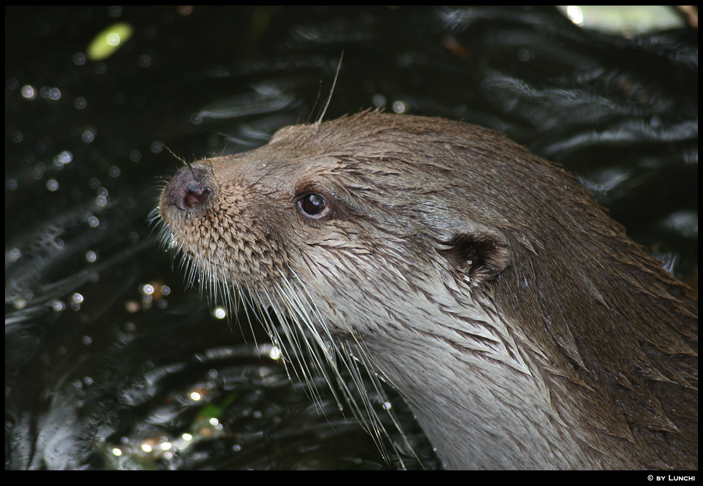 Otter face