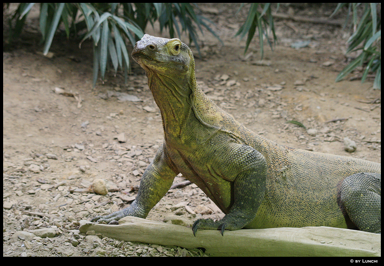 Comodo dragon