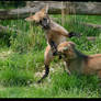 Maned wolf cubs 2