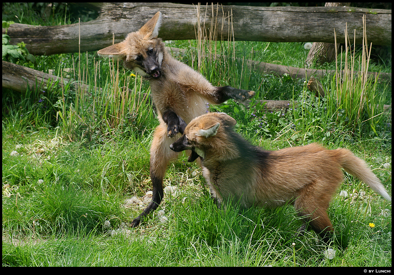 Maned wolf cubs 2