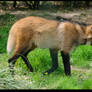 Maned wolf cub