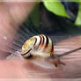 Snail