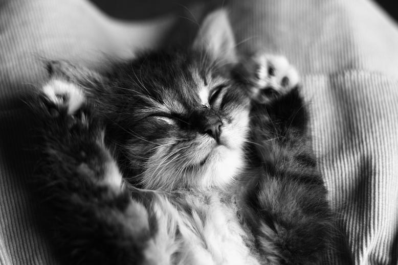 Kitten Sleep